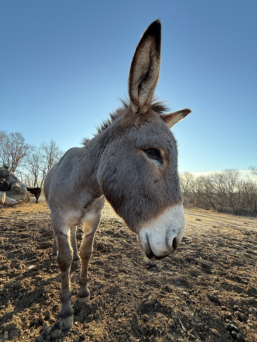 A side profile of a donkey in the fall with a blue sky in the background