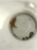 Rockpooling finds