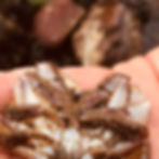 A Male Crab