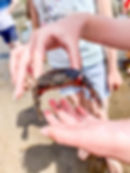 crabs