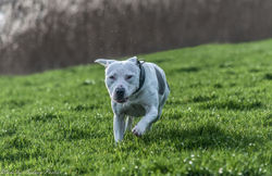 Staffordshire Bullterrier Nina