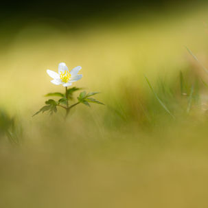 Couché dans l'herbe
