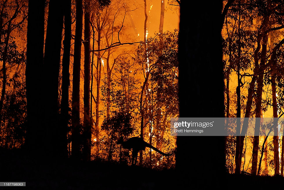 The Australian Fires: Help The Wildlife, Communities, & Aboriginal People