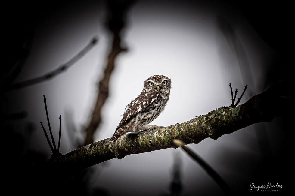 Chouette chevêche