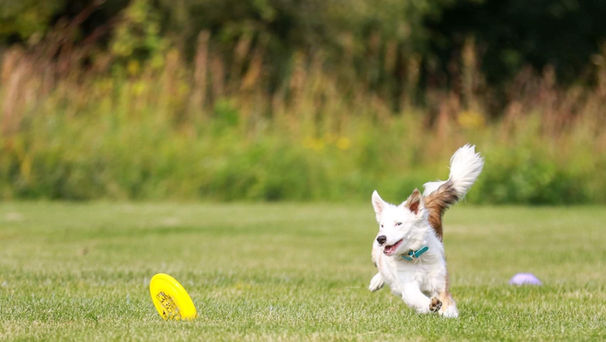 Summer Toss & Fetch League
