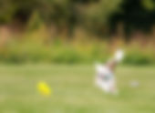 Summer Toss & Fetch League