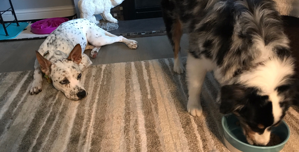 What should I feed my dog? Kibble Edition