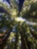 redwood-trees-1980970_1280.jpg