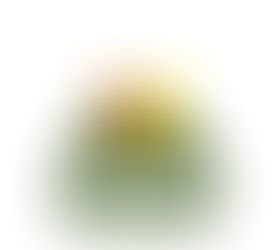                      Assistência Social