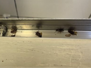 Copy of Harlington Tandoori Fined Over £22,000 After Cockroach Infestation and Repeated Hygiene Violations