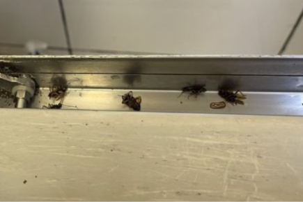 Copy of Harlington Tandoori Fined Over £22,000 After Cockroach Infestation and Repeated Hygiene Violations