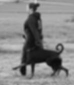 Remember Who You Are Dobermann