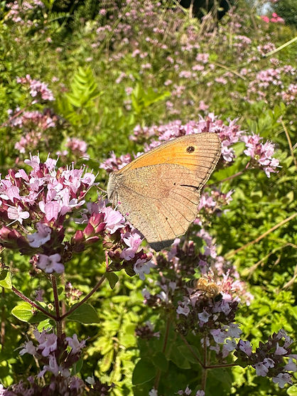 Lumbricus Gartenpflege Biodiversität