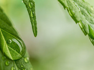 One Plant, So Many Names