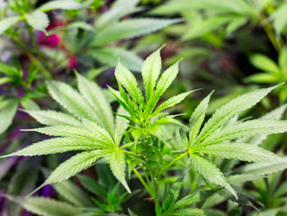 THCA (tetrahydrocannabinolic acid). The Non-Psychoactive THC