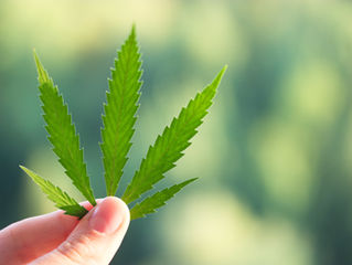 Medical Marijuana vs. Recreational Marijuana