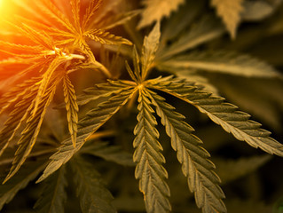 What are Cannabinoids?