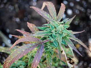 CBN (cannabinol)
Natures Insomnia Remedy.