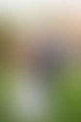 Wedding at FInley Farms in Ozark, MO by Lana Raquel Photography