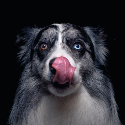 Crear anuncios, marcas y logotipos - En su cuenco todo tu amor 