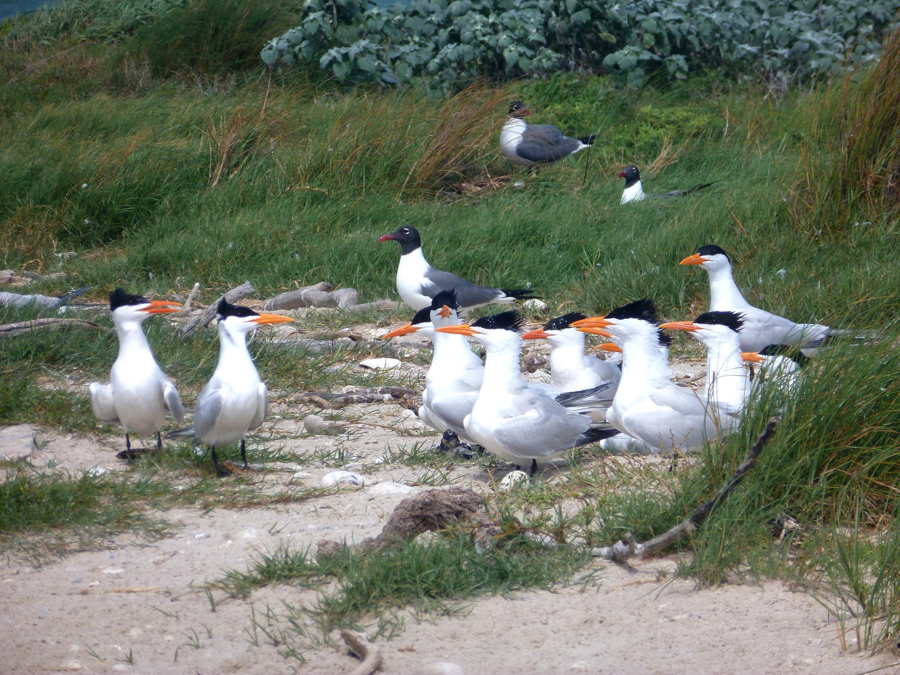 Seabirds of the South Atlantic Bight