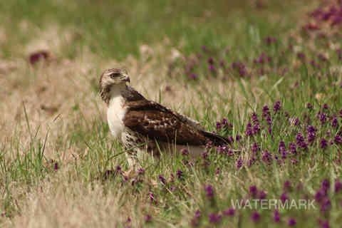 uc first freelance photography lake mauzy hawk eagle bird wildlife edit2-SharpenAI-Focus.j