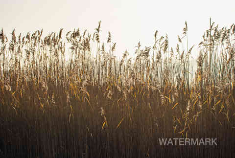 Field grass; silhouette; abstract photography;