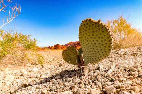 valley of fire nevada 3-22 cactus (5).jpg