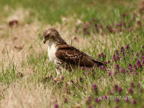 uc first freelance photography lake mauzy hawk eagle bird wildlife edit-SharpenAI-Focus.jp