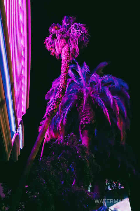 las vegas nevada palm tree pink purple light night street (2)-SharpenAI-Softness.jpg