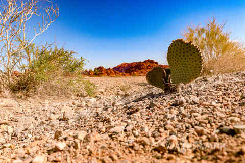valley of fire nevada 3-22 cactus (3).jpg