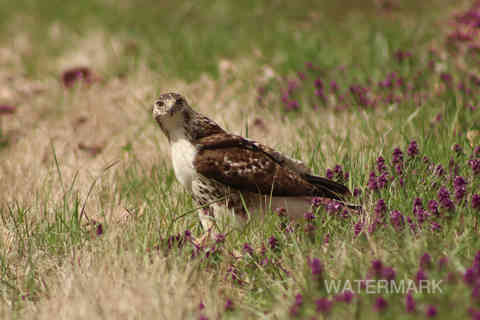 uc first freelance photography lake mauzy hawk eagle bird wildlife edit3-SharpenAI-Focus.j