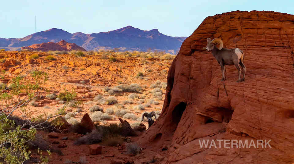 valley of fire nevada 3-22 sheep (29)-SharpenAI-Softness.jpg