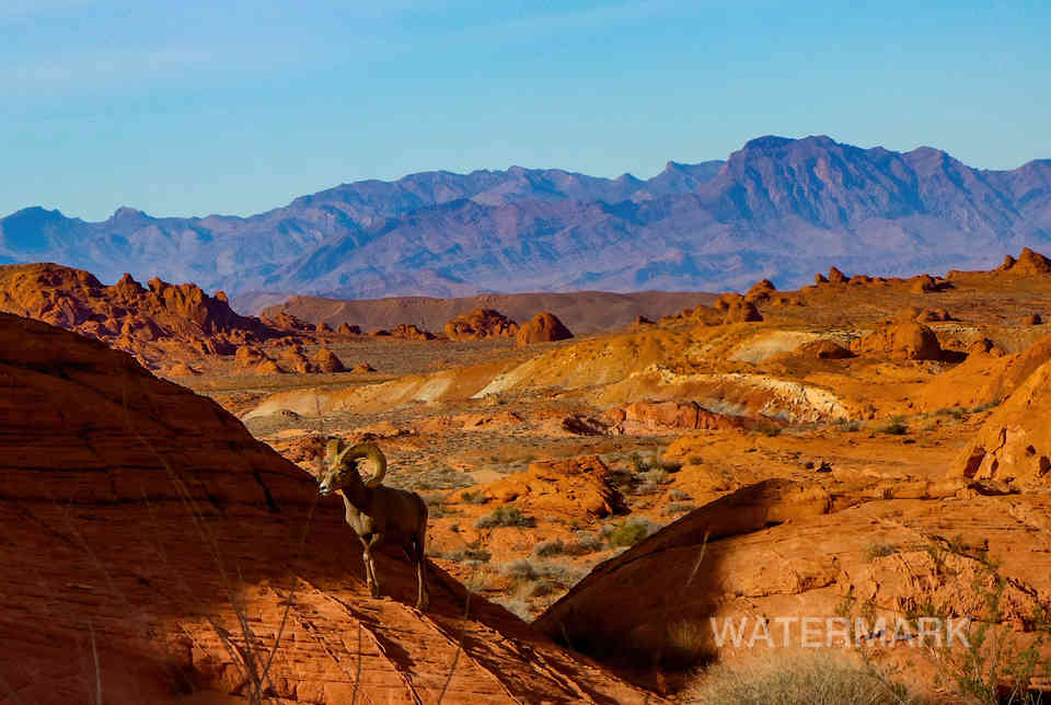 valley of fire nevada 3-22 sheep (25)-SharpenAI-Softness.jpg