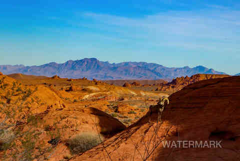 valley of fire nevada 3-22 sheep (28)-SharpenAI-Softness.jpg