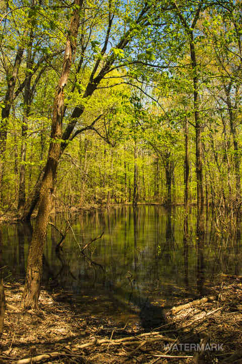 sloughs uniontown river bottoms trees forest hunting ground pond creek uc first freelance