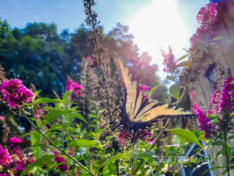 a Monarch butterfly on purple flowers
sun; flowers; wildlife photography