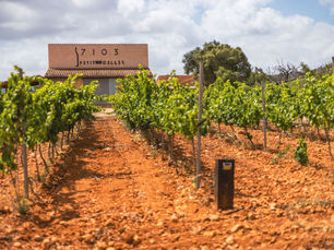 Willkommen – Die Welt des Weins um 7103 Petit Celler