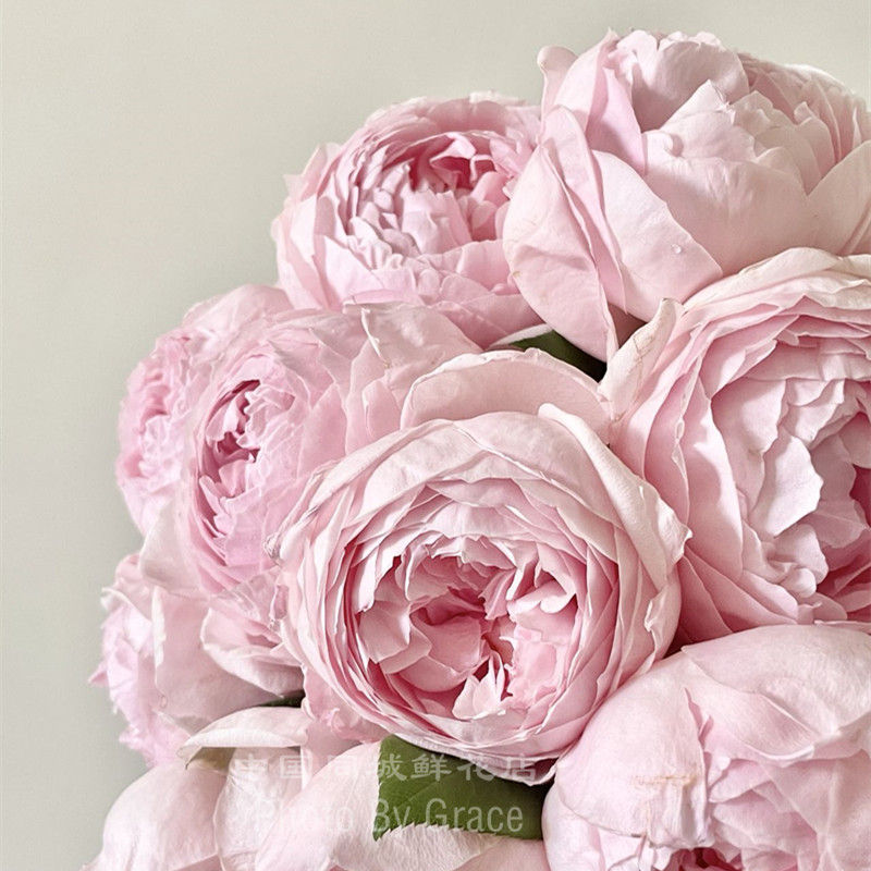 縮圖：肯尼亞進口Peony Pink粉牡丹鮮花