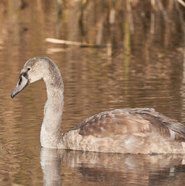 110701.Höckerschwan