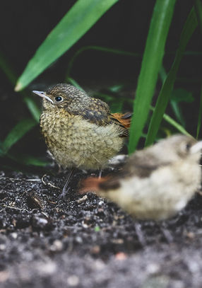 110161.Gartenrotschwanz, Jungvögel