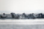 111014.Seehunde IV
