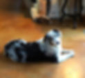 australian shepherd dog laying floor head tilt cute blue merle breeder breed BMF female Oklahoma Jones Edmond Genetic Crossroad Acres Sophia Loren Sophie La Docle Vita Farms