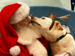 Guide to Pet Photos with Santa in Peterborough
