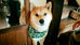 施設のマスコット　柴犬　あずき