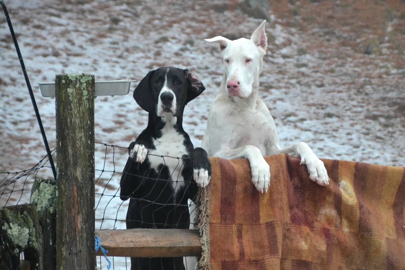 Great Dane Service Dogs stand over Fence