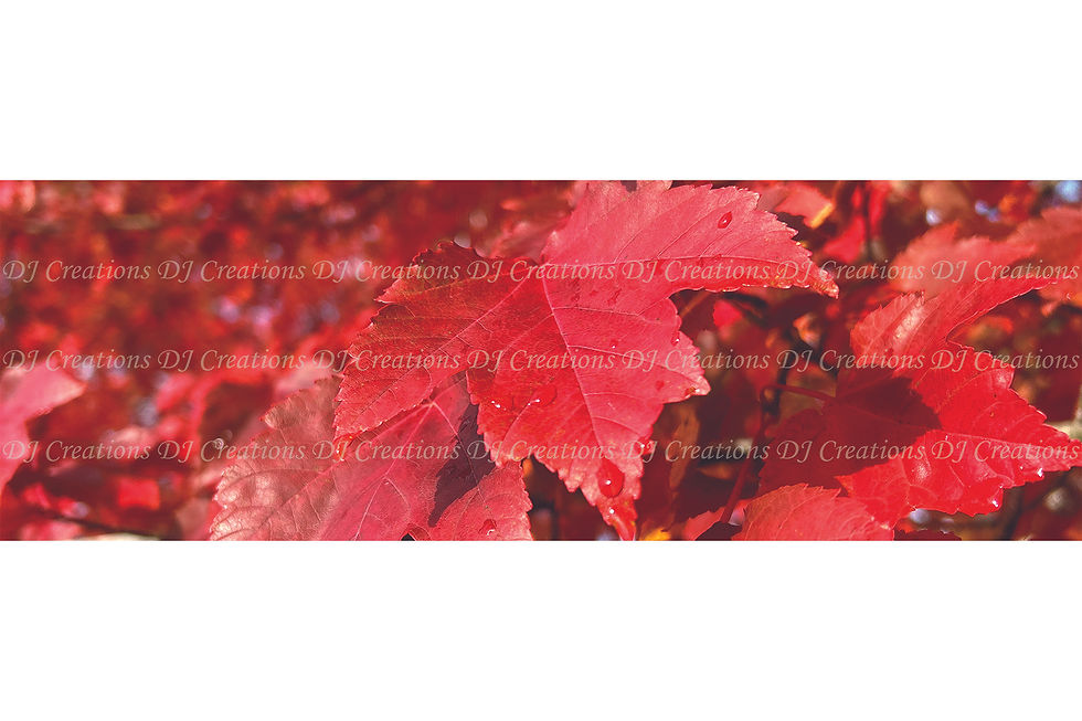 Thumbnail: Print: Red Autumn