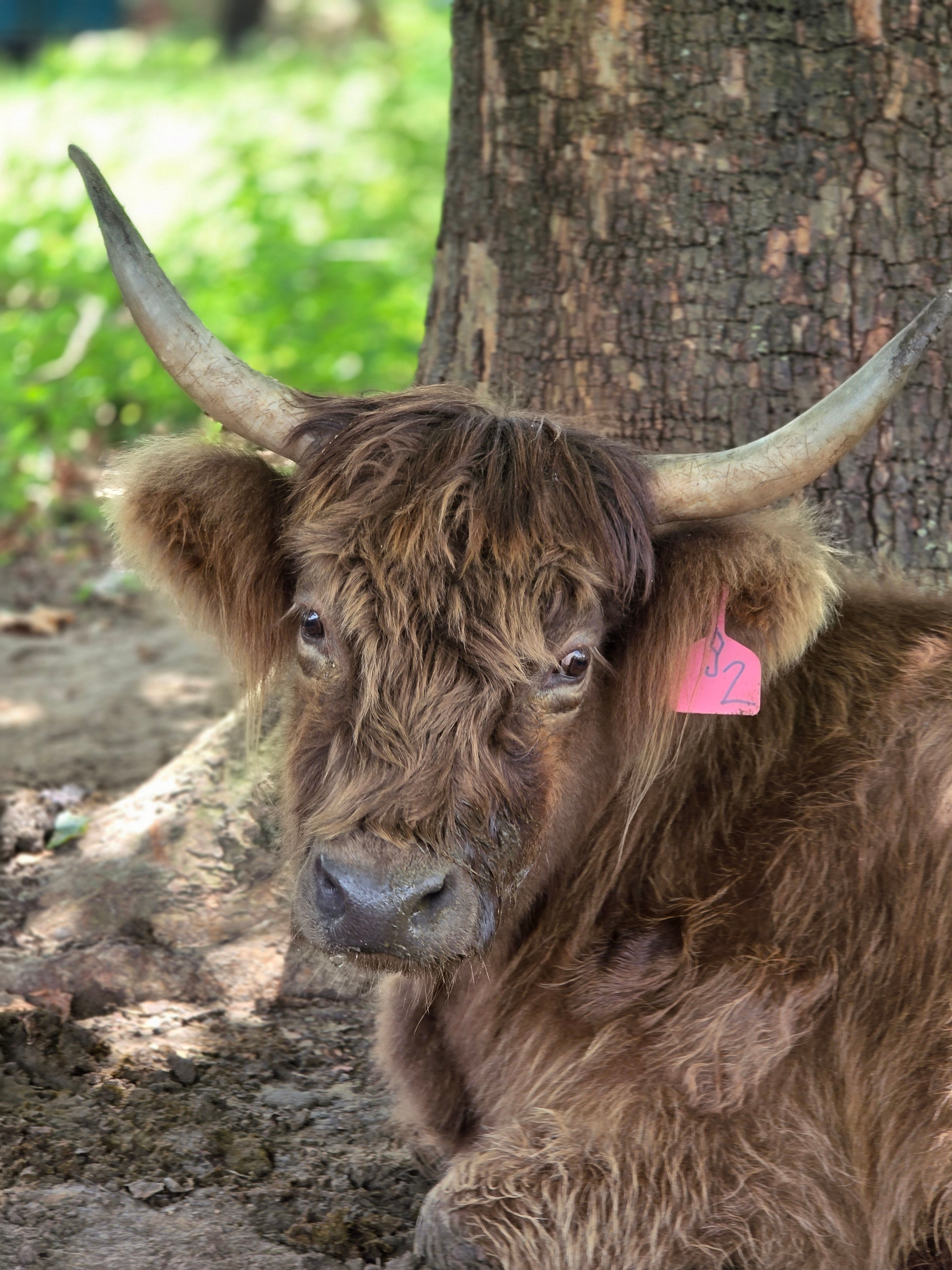 Buttercup's Highland Calf Fall 2026