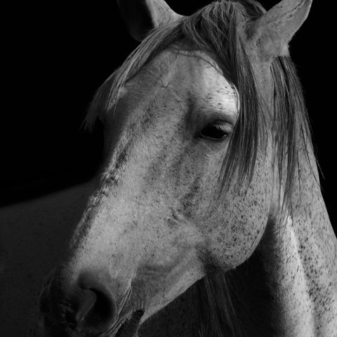 8337-1- Pferde-Bearbeitet.jpg