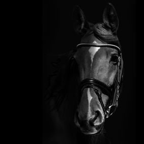 Pferde-Portrait, Romy.jpg